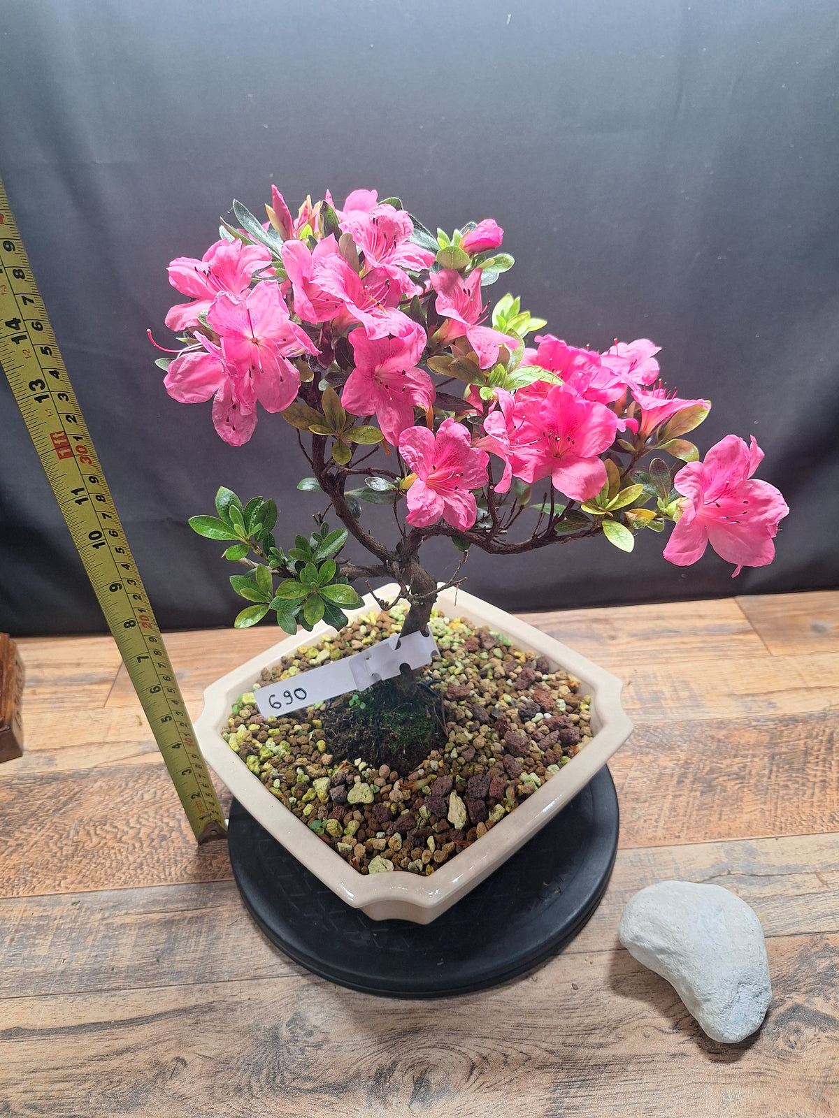 Pink flowering Azalea bonsai tree in white crackle pot #690