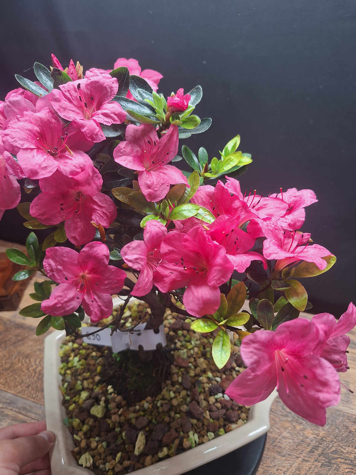 Pink flowering Azalea bonsai tree in white crackle pot #690