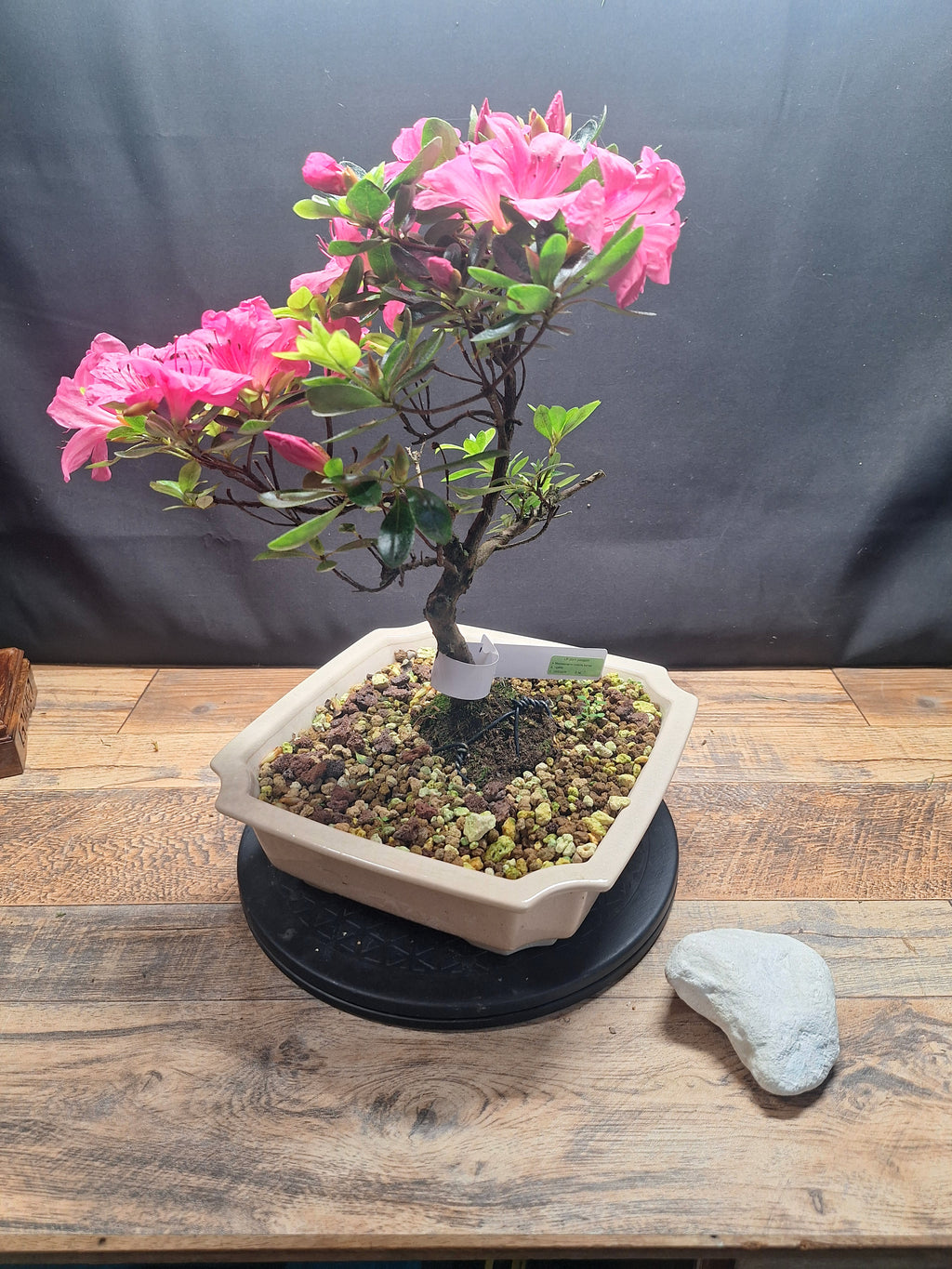 Pink flowering Azalea bonsai tree in white crackle pot #690