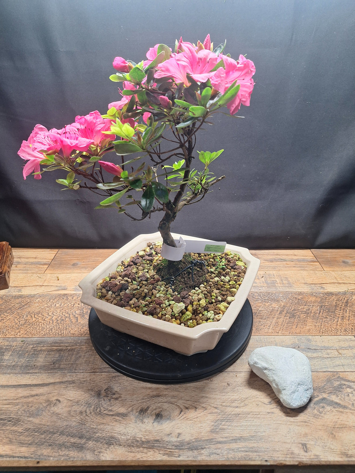 Pink flowering Azalea bonsai tree in white crackle pot #690