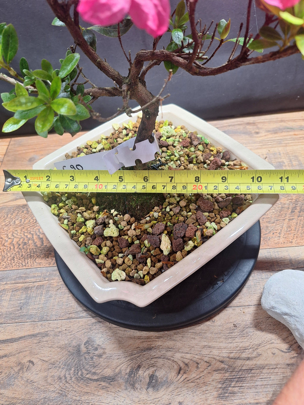 Pink flowering Azalea bonsai tree in white crackle pot #690
