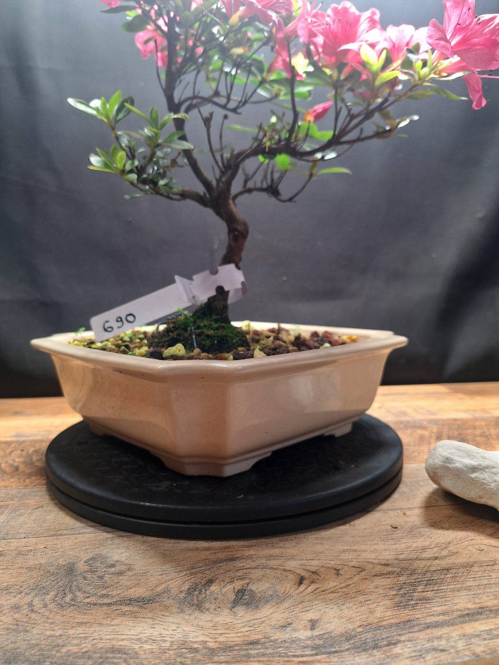 Pink flowering Azalea bonsai tree in white crackle pot #690