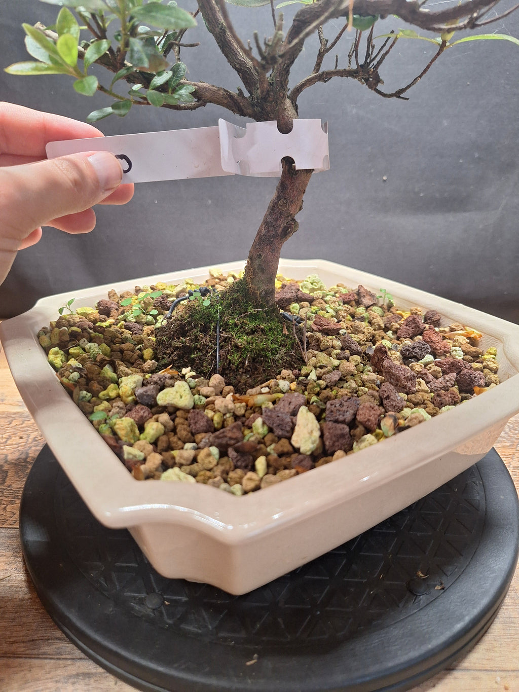 Pink flowering Azalea bonsai tree in white crackle pot #690