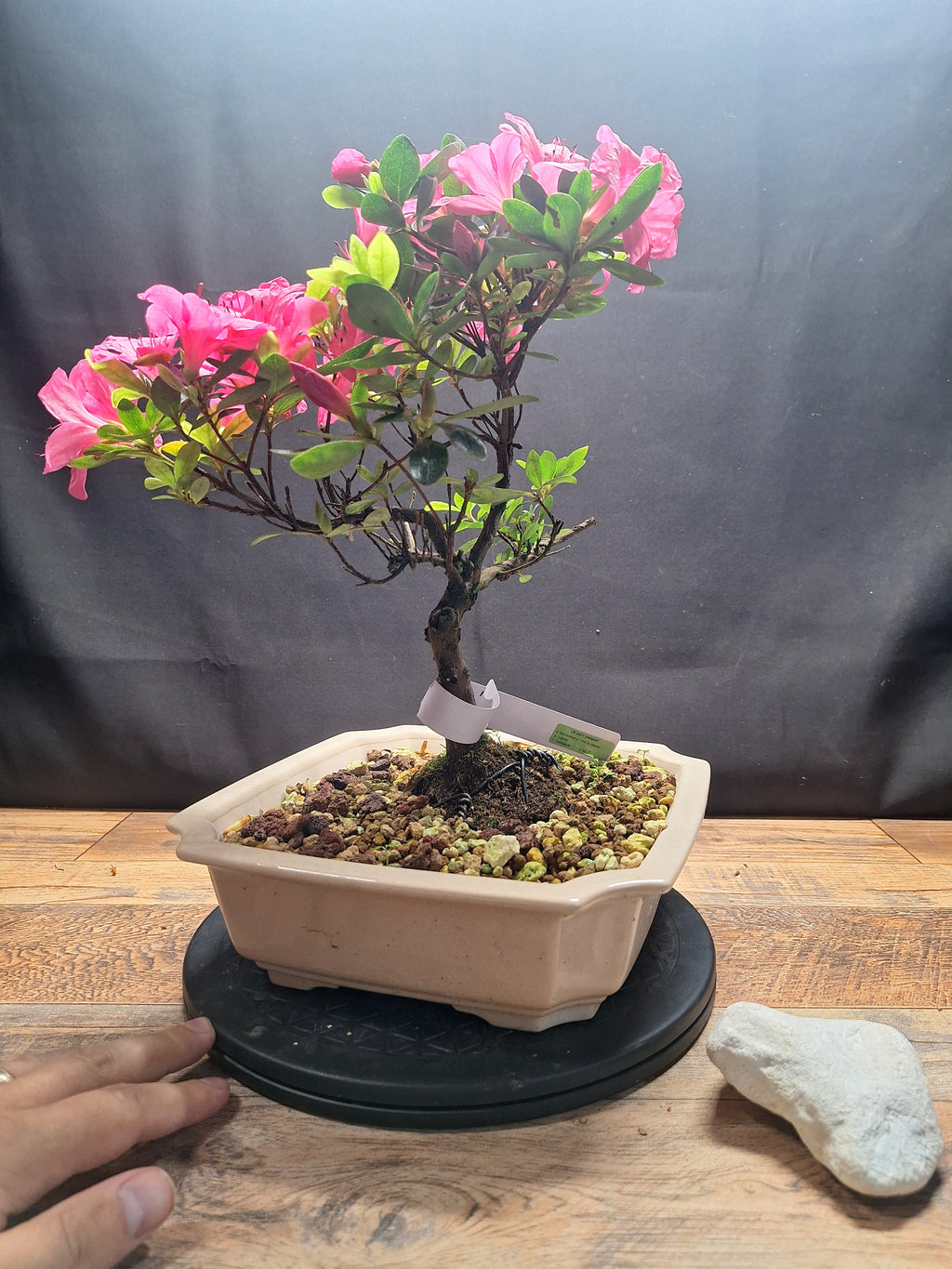 Pink flowering Azalea bonsai tree in white crackle pot #690