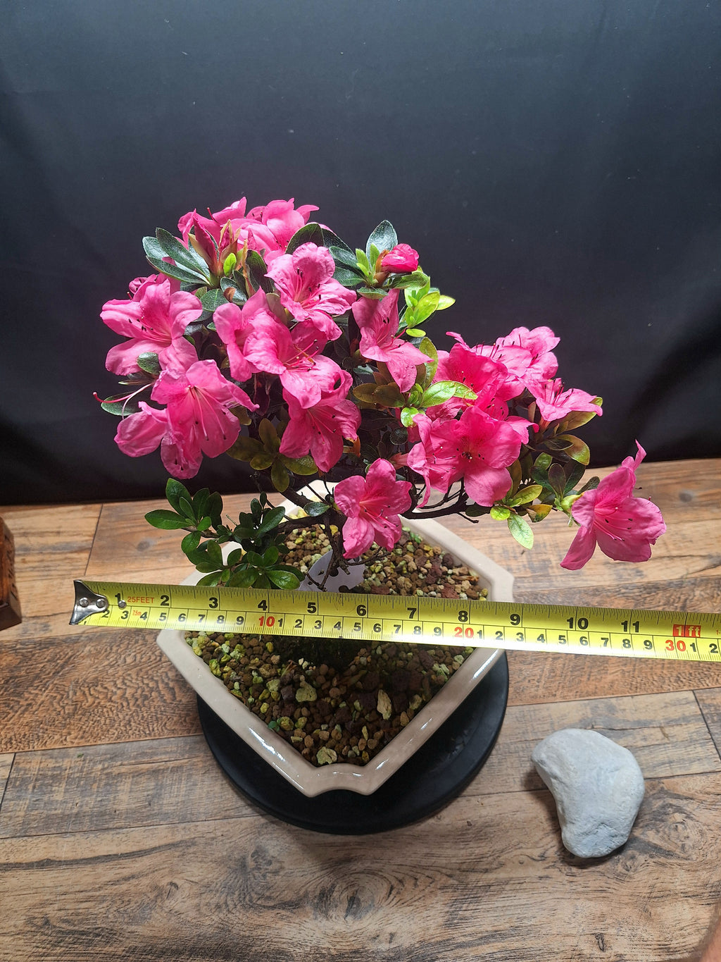 Pink flowering Azalea bonsai tree in white crackle pot #690