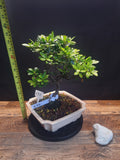 Pink flowering Azalea bonsai tree in white crackle pot #690