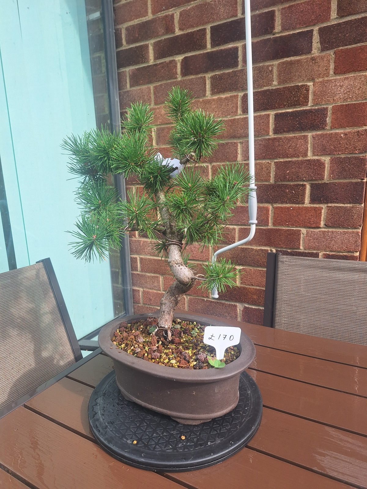 Large Scotts pine Bonsai tree in 30cm stone affect pot #715