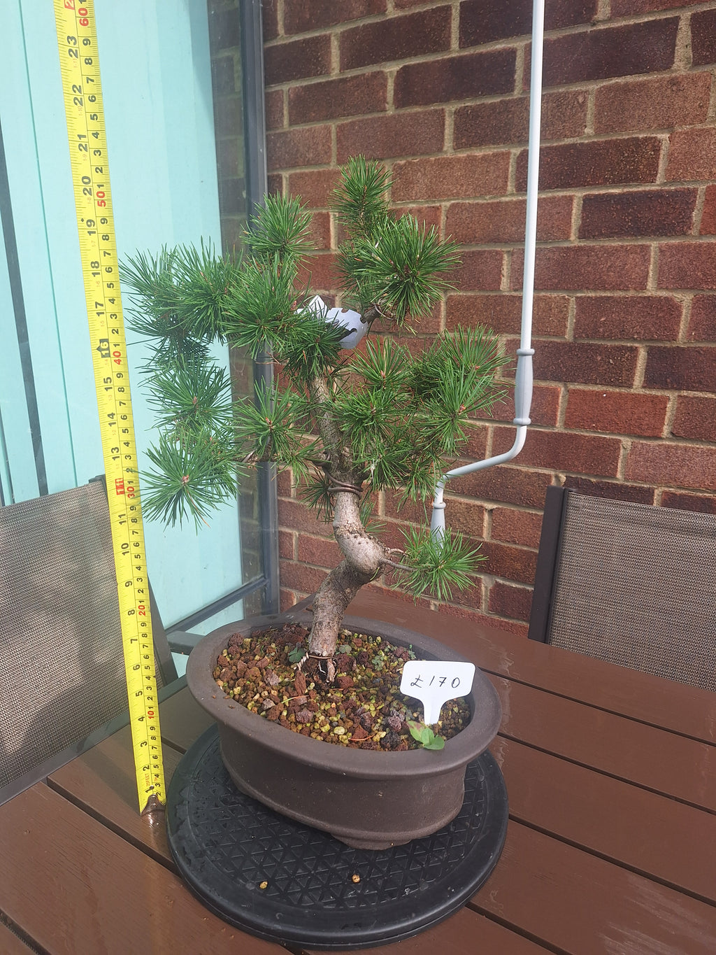 Large Scotts pine Bonsai tree in 30cm stone affect pot #715