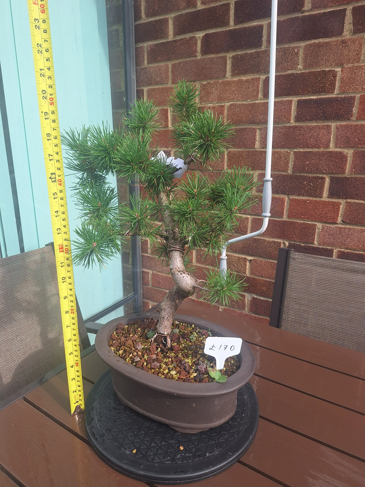 Large Scotts pine Bonsai tree in 30cm stone affect pot #715