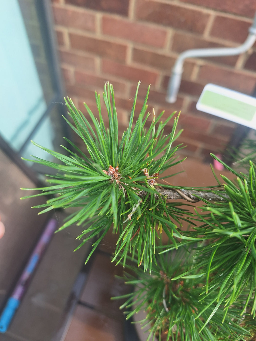 Large Scotts pine Bonsai tree in 30cm stone affect pot #715