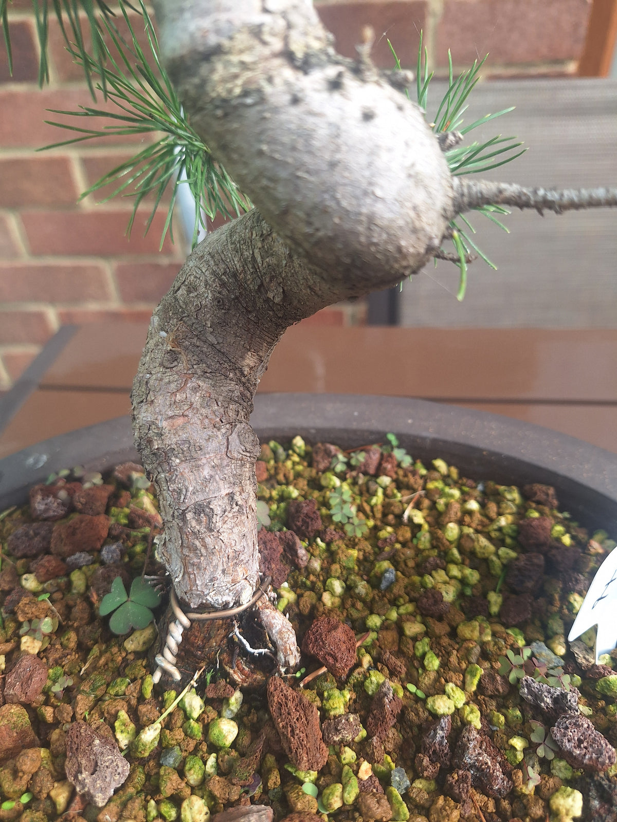Large Scotts pine Bonsai tree in 30cm stone affect pot #715