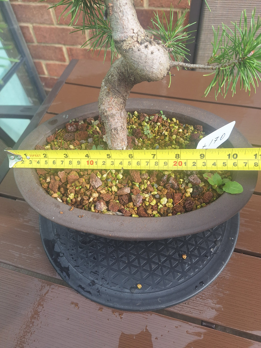 Large Scotts pine Bonsai tree in 30cm stone affect pot #715