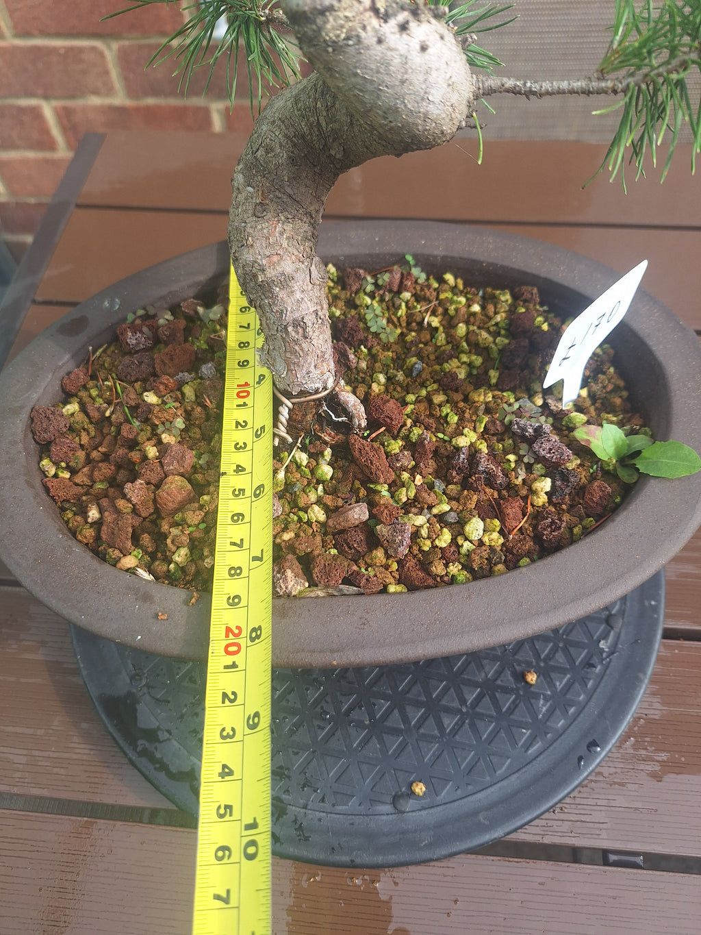 Large Scotts pine Bonsai tree in 30cm stone affect pot #715