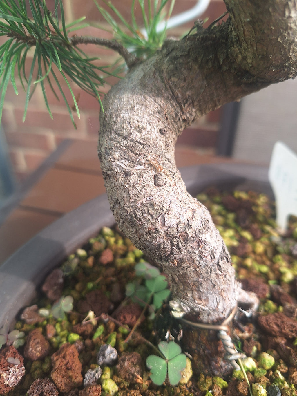 Large Scotts pine Bonsai tree in 30cm stone affect pot #715