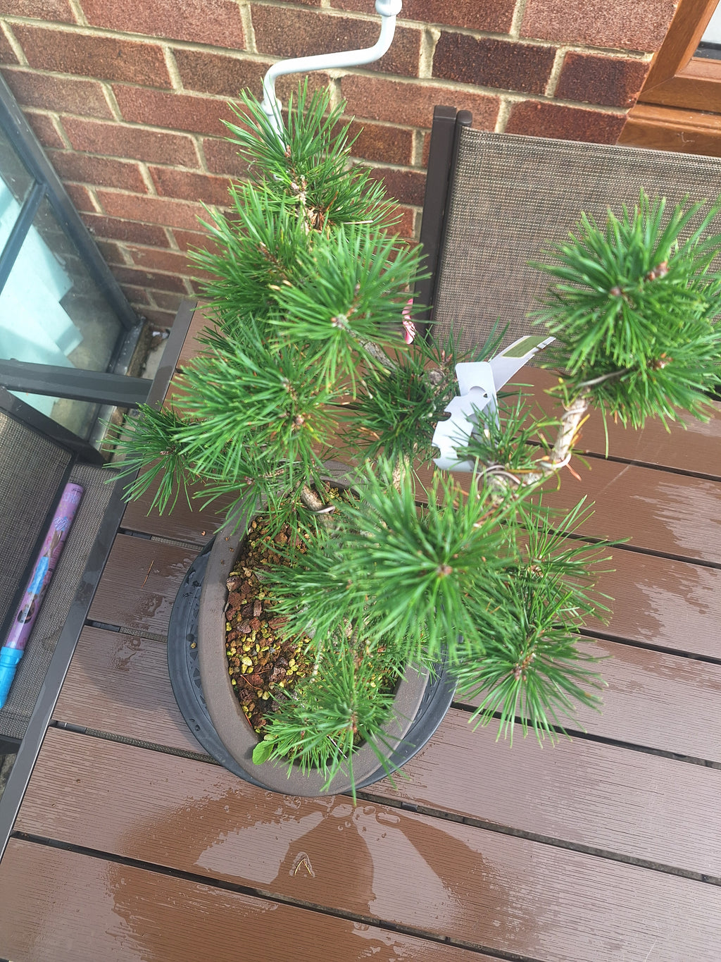 Large Scotts pine Bonsai tree in 30cm stone affect pot #715