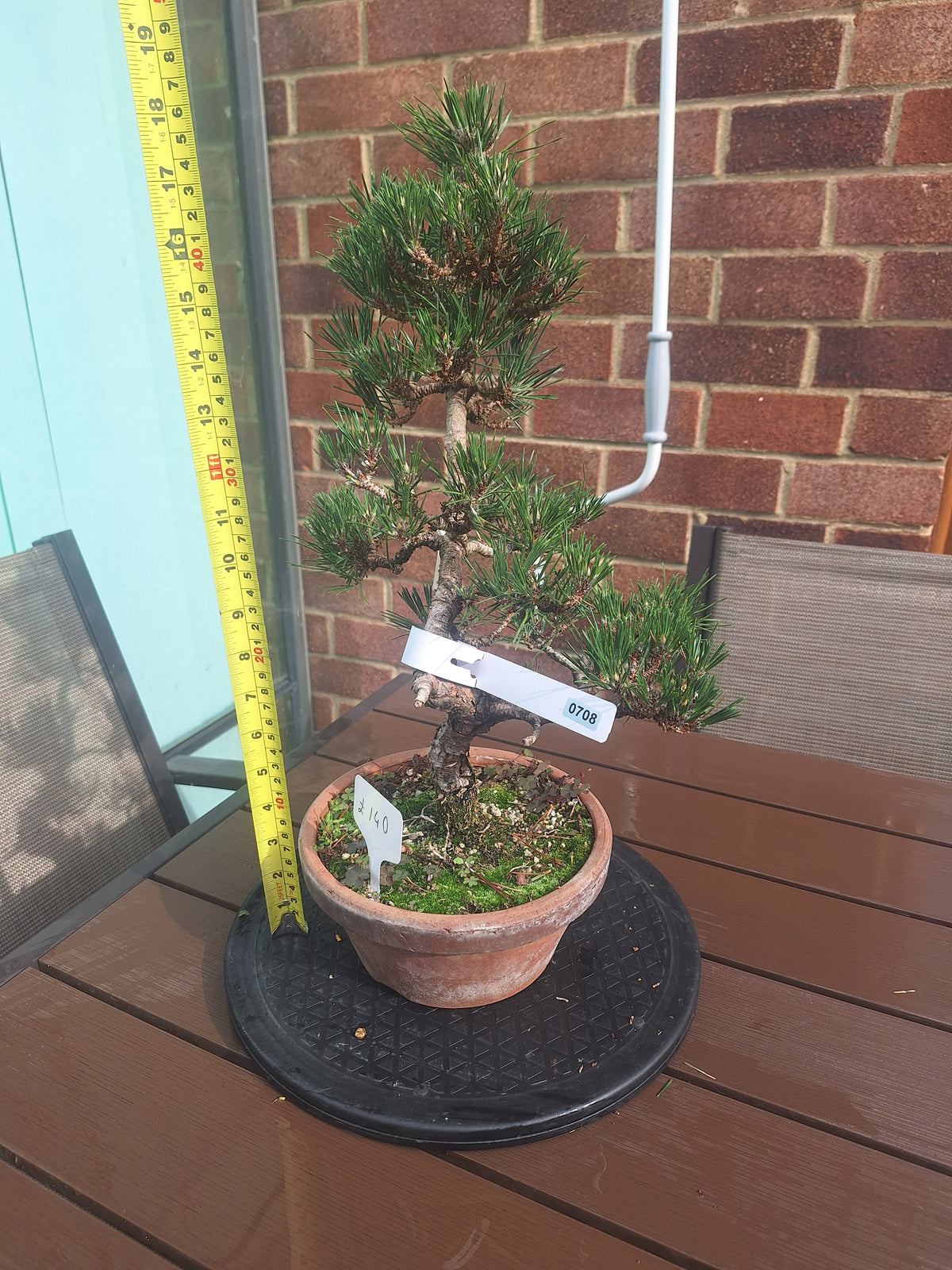 Japanese black pine Bonsai -Pinus Thumbergii Kobotuki #708