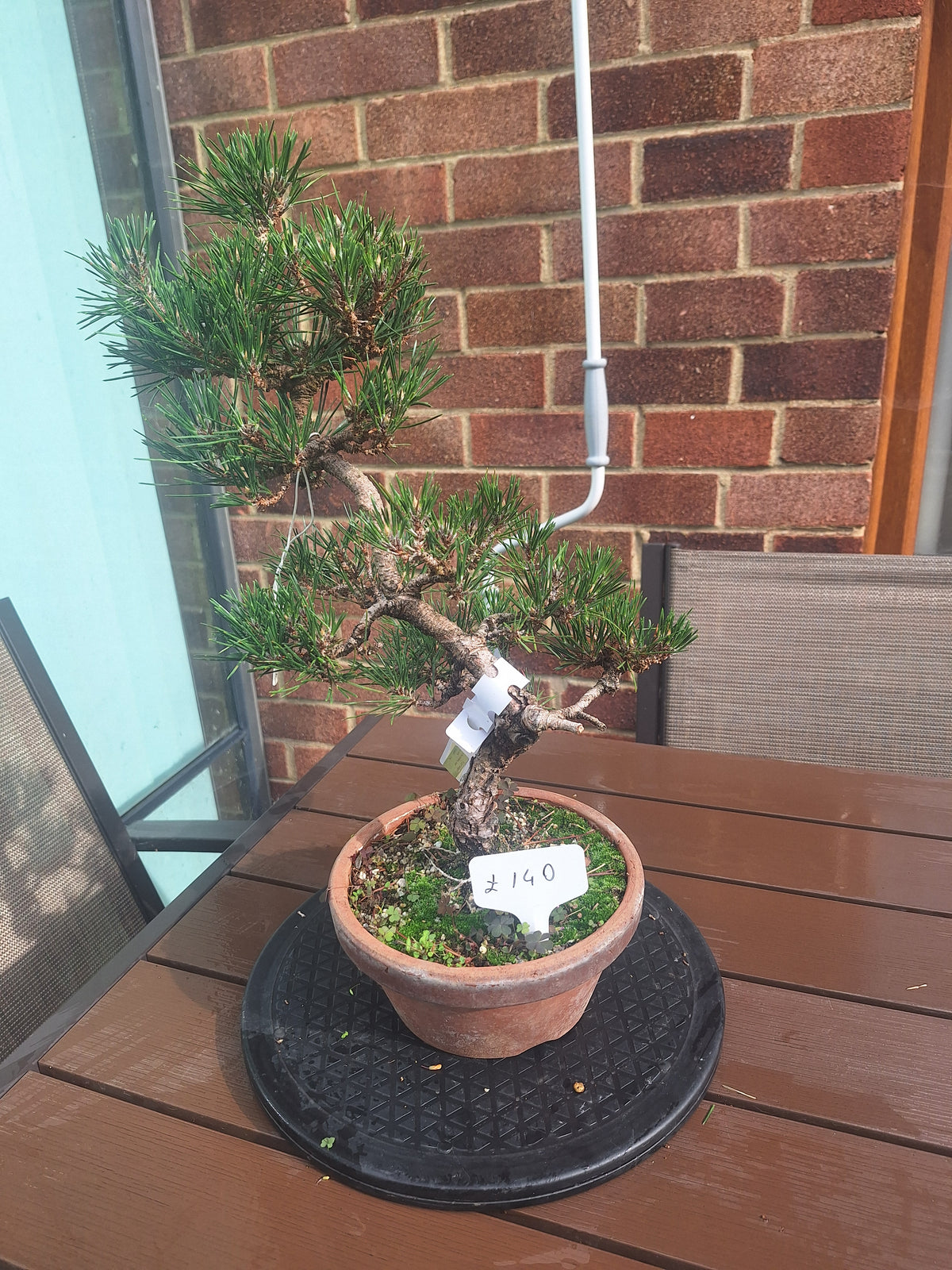 Japanese black pine Bonsai -Pinus Thumbergii Kobotuki #708