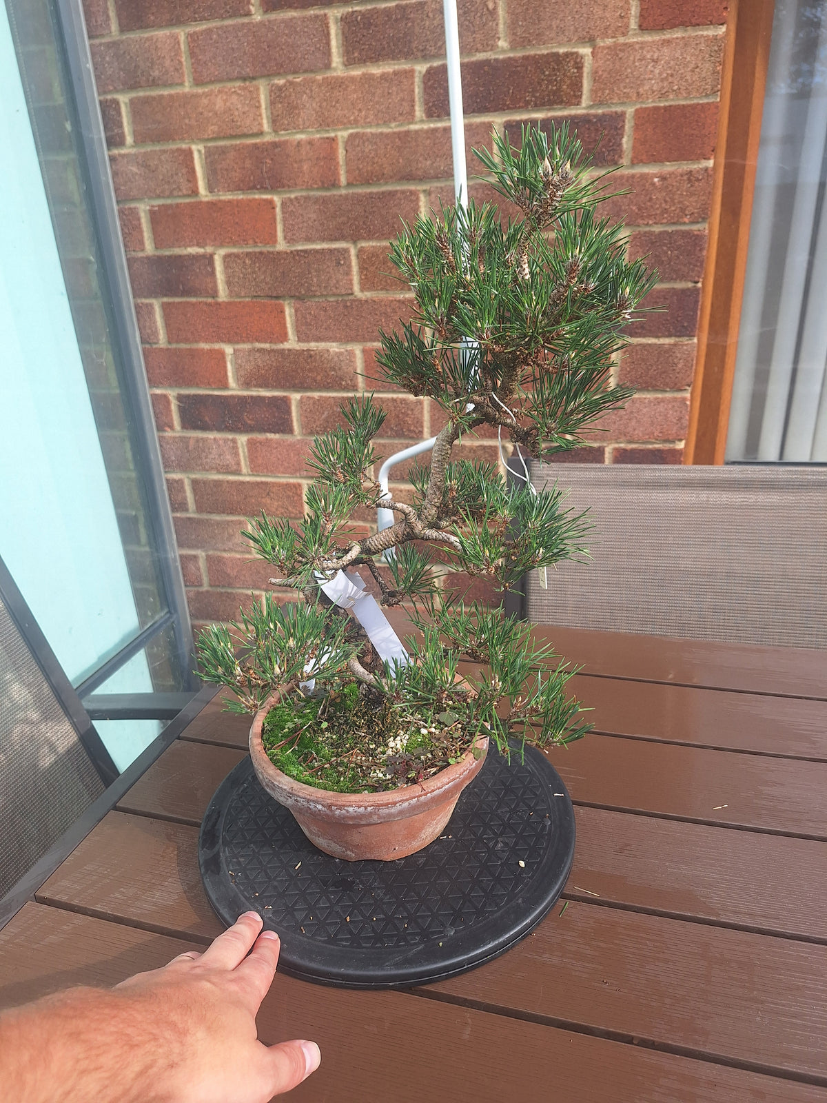 Japanese black pine Bonsai -Pinus Thumbergii Kobotuki #708