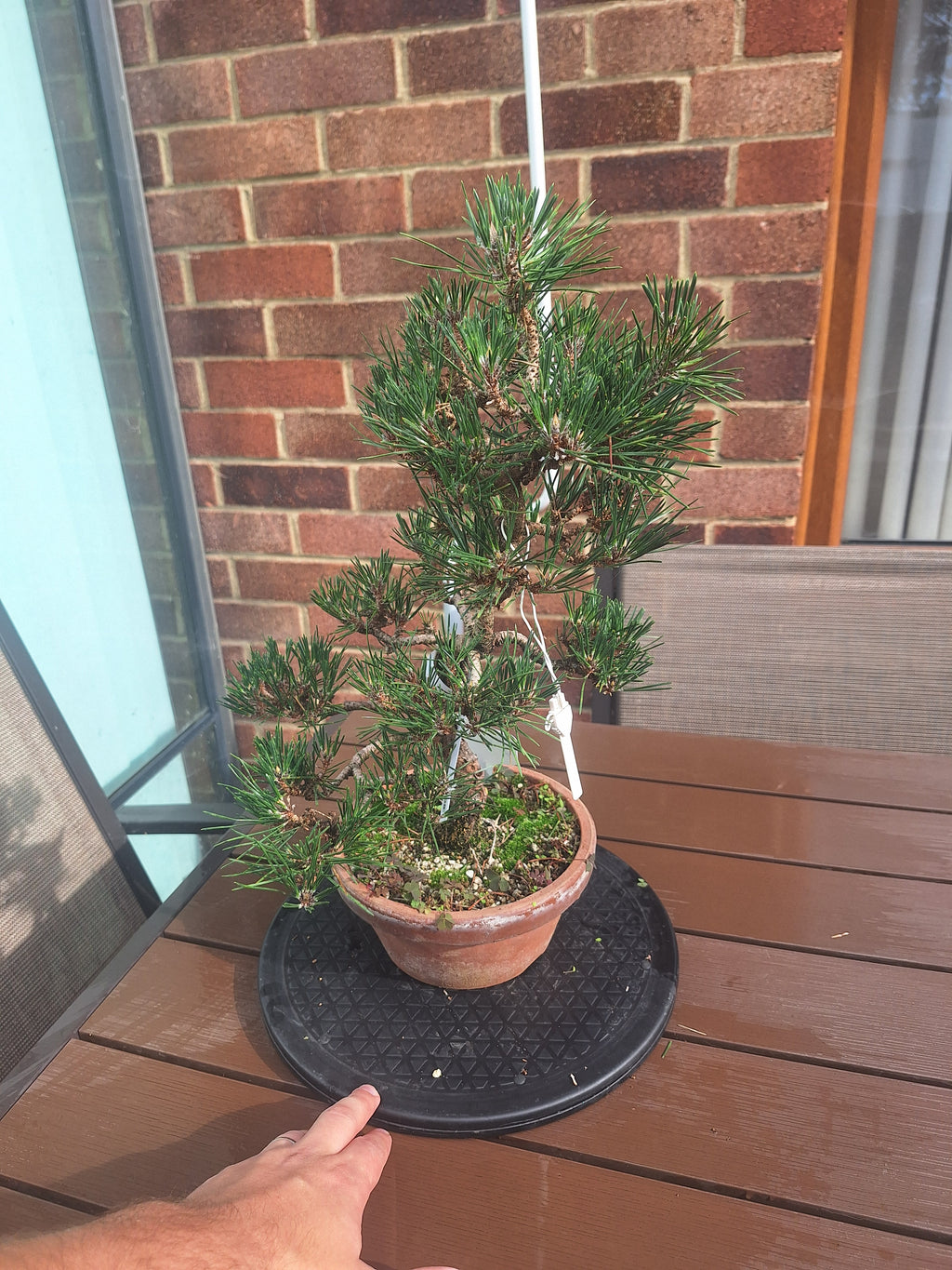 Japanese black pine Bonsai -Pinus Thumbergii Kobotuki #708