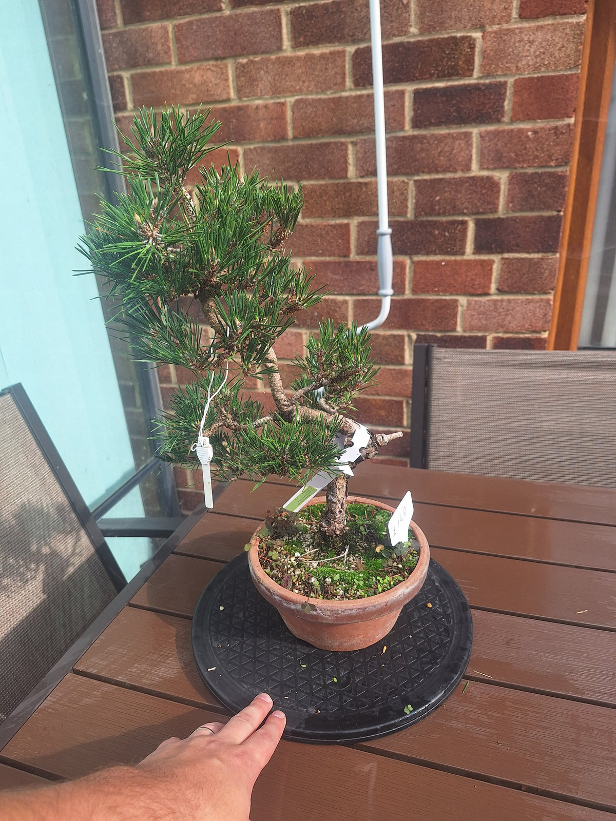 Japanese black pine Bonsai -Pinus Thumbergii Kobotuki #708