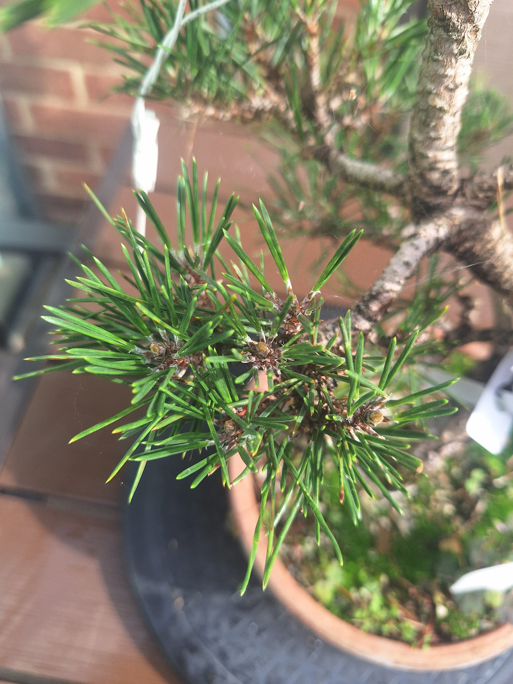 Japanese black pine Bonsai -Pinus Thumbergii Kobotuki #708