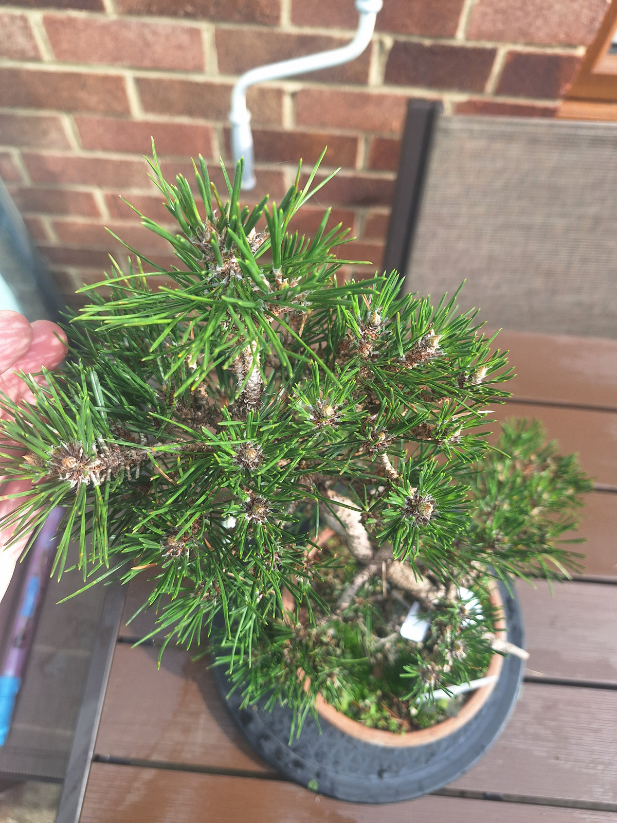 Japanese black pine Bonsai -Pinus Thumbergii Kobotuki #708