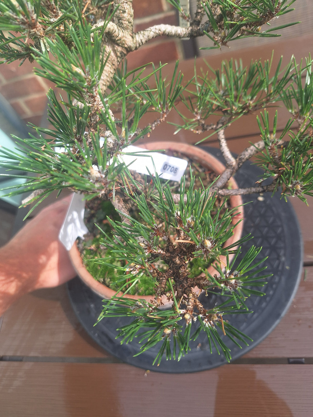 Japanese black pine Bonsai -Pinus Thumbergii Kobotuki #708