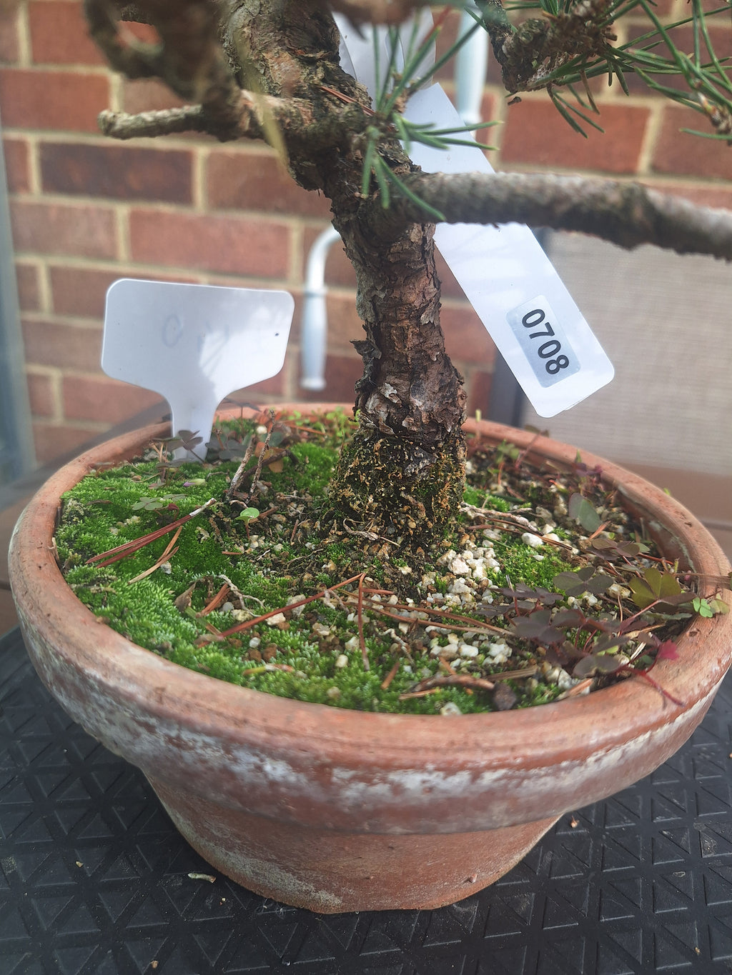 Japanese black pine Bonsai -Pinus Thumbergii Kobotuki #708