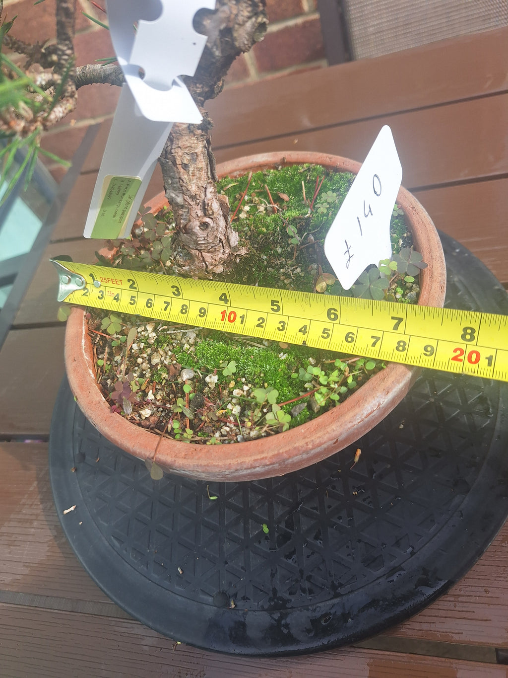Japanese black pine Bonsai -Pinus Thumbergii Kobotuki #708
