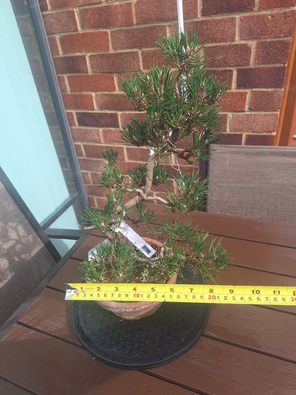 Japanese black pine Bonsai -Pinus Thumbergii Kobotuki #708