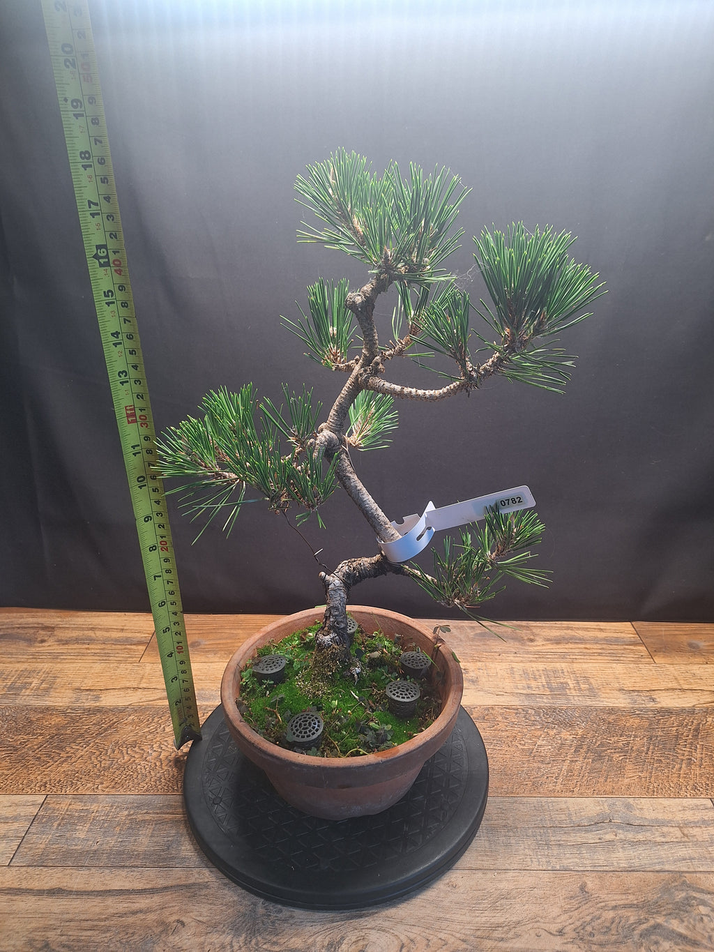 Japanese black pine Bonsai -Pinus Thumbergii Kobotuki #782