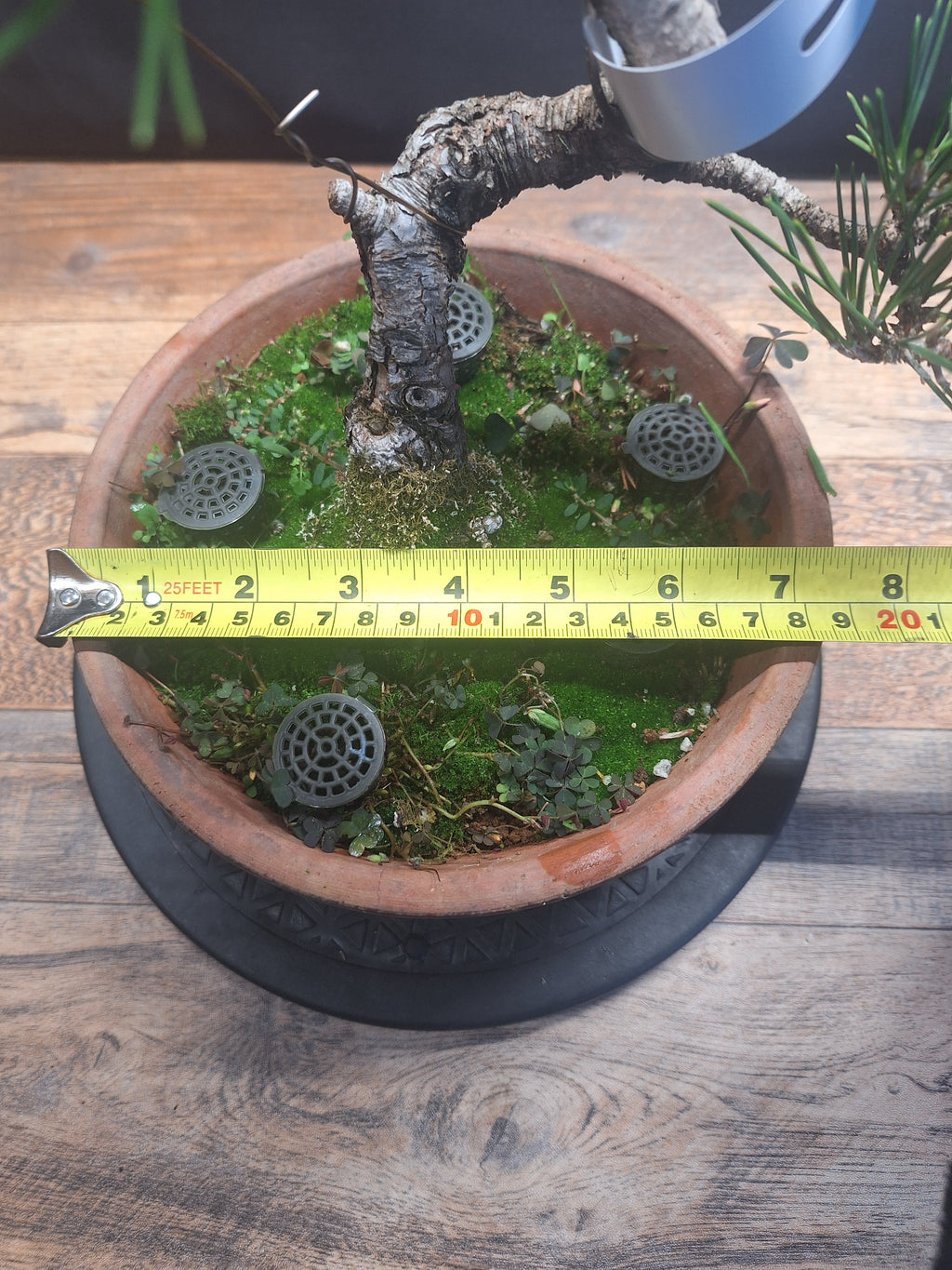 Japanese black pine Bonsai -Pinus Thumbergii Kobotuki #782