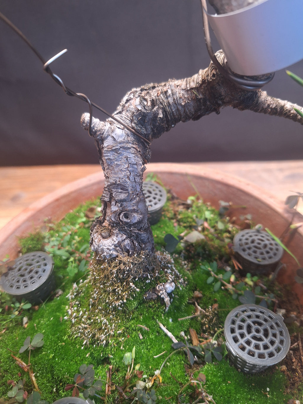 Japanese black pine Bonsai -Pinus Thumbergii Kobotuki #782