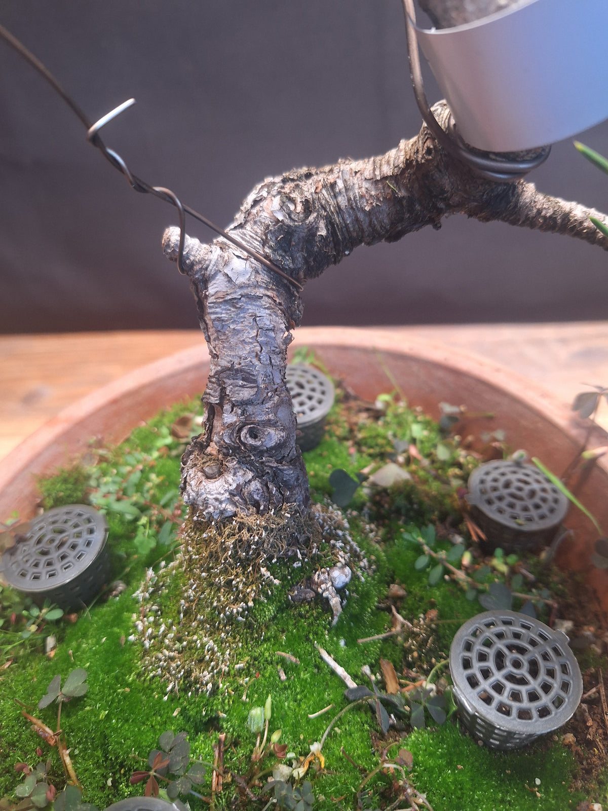 Japanese black pine Bonsai -Pinus Thumbergii Kobotuki #782