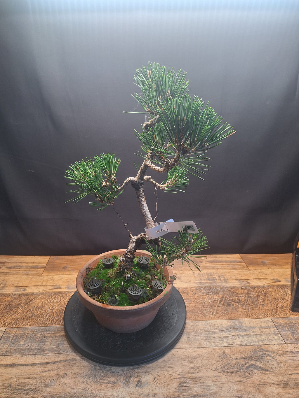 Japanese black pine Bonsai -Pinus Thumbergii Kobotuki #782