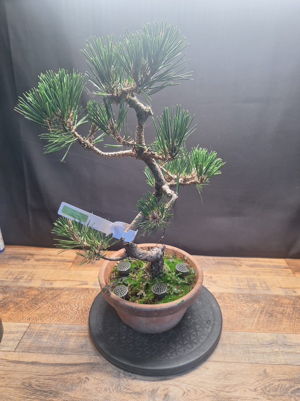 Japanese black pine Bonsai -Pinus Thumbergii Kobotuki #782