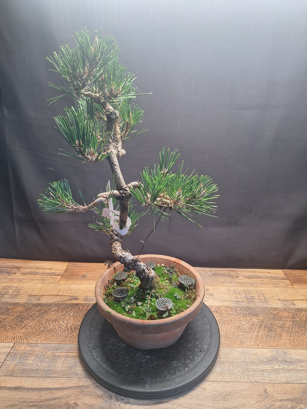 Japanese black pine Bonsai -Pinus Thumbergii Kobotuki #782