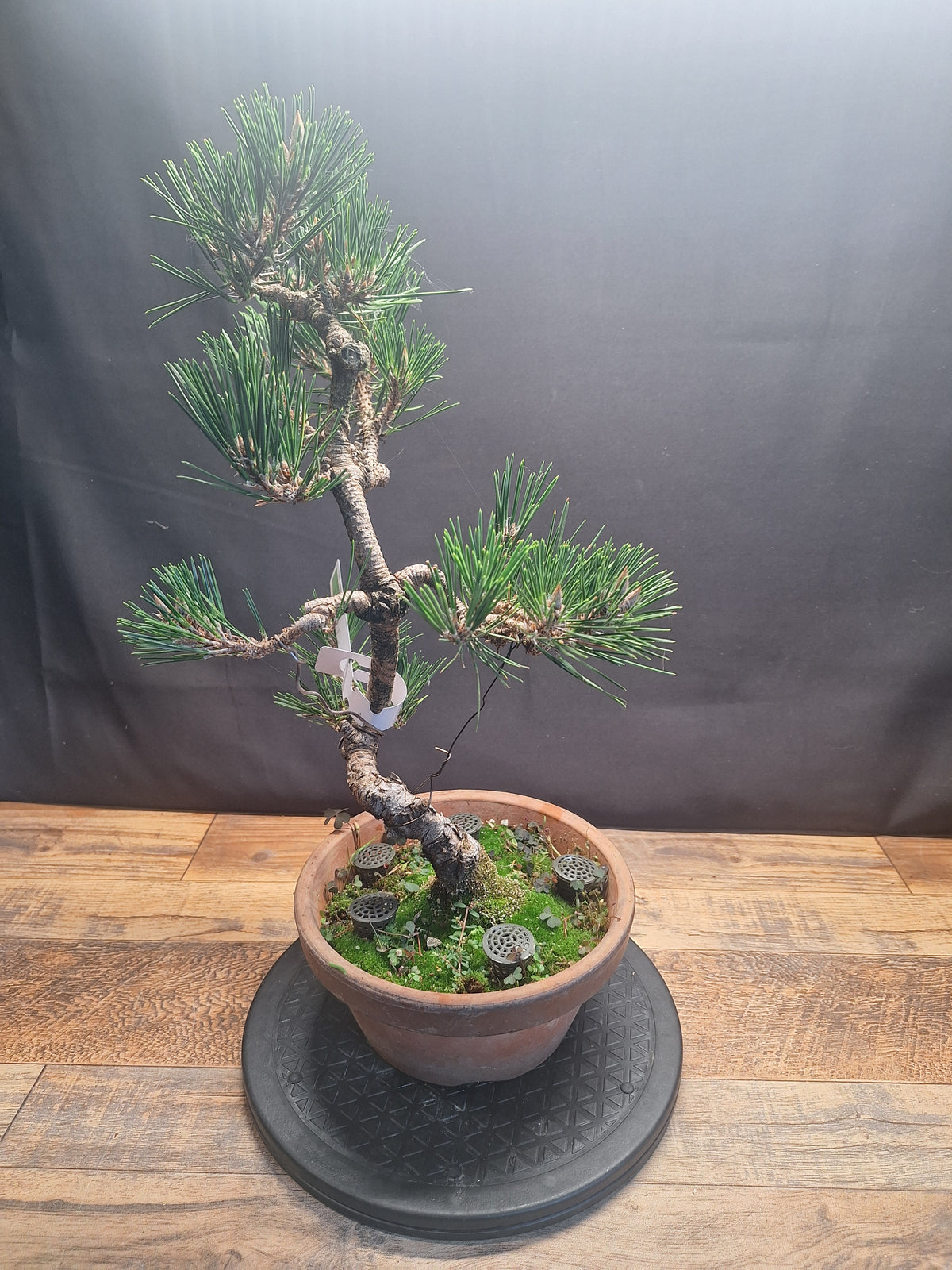 Japanese black pine Bonsai -Pinus Thumbergii Kobotuki #782