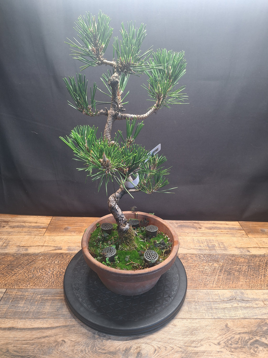 Japanese black pine Bonsai -Pinus Thumbergii Kobotuki #782