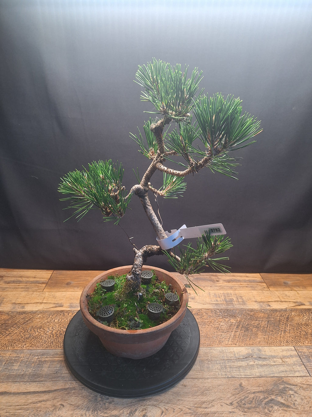 Japanese black pine Bonsai -Pinus Thumbergii Kobotuki #782