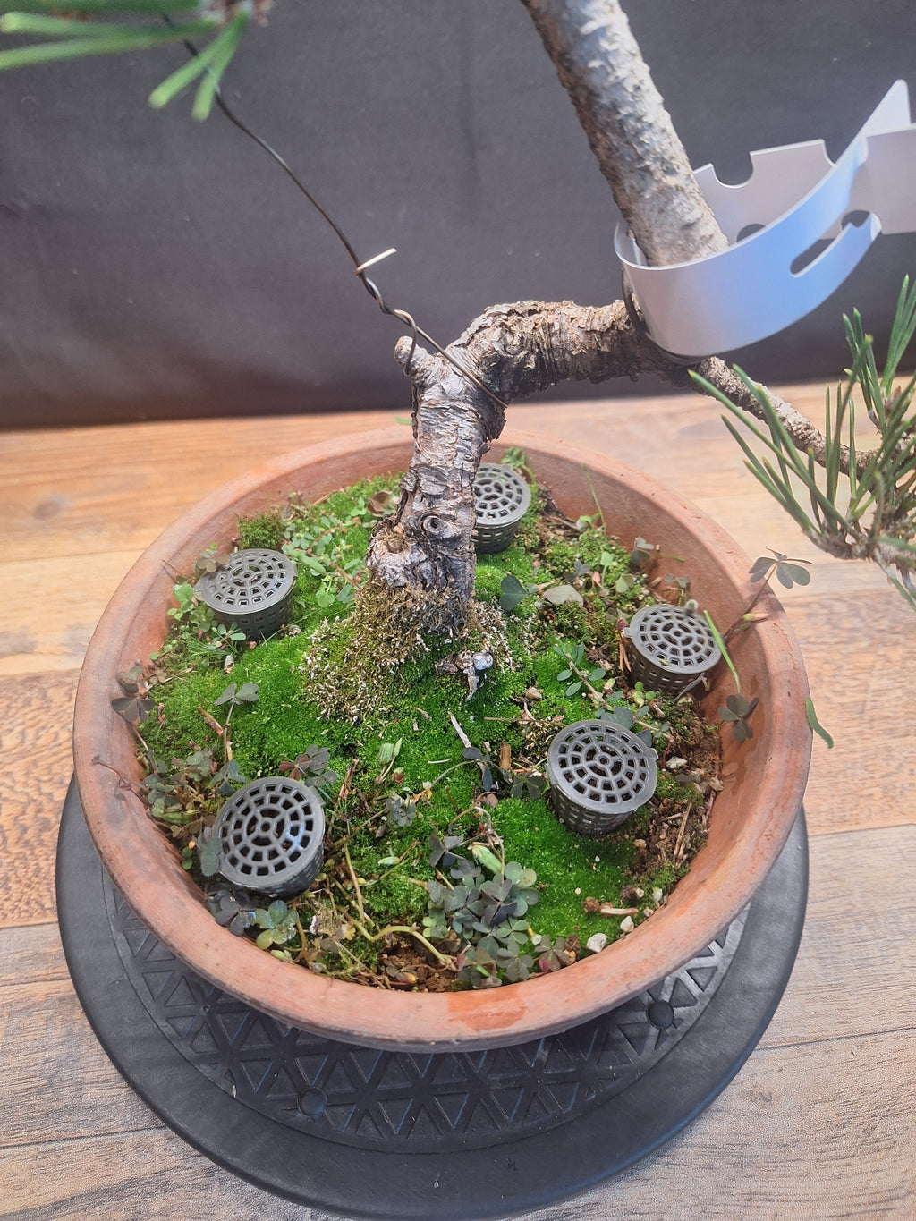 Japanese black pine Bonsai -Pinus Thumbergii Kobotuki #782