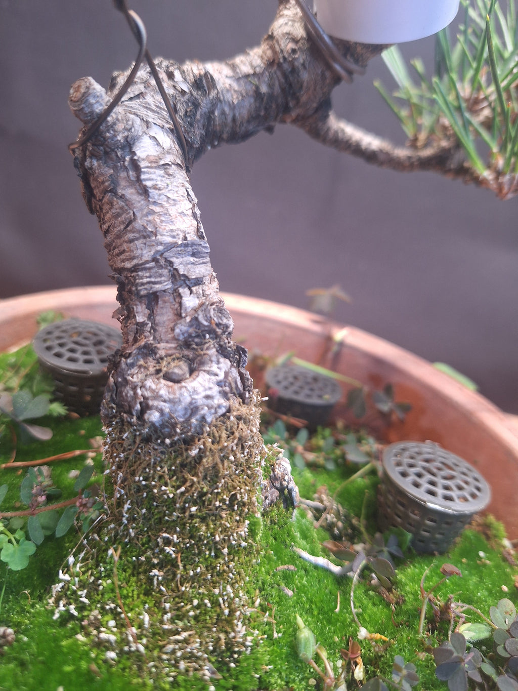 Japanese black pine Bonsai -Pinus Thumbergii Kobotuki #782