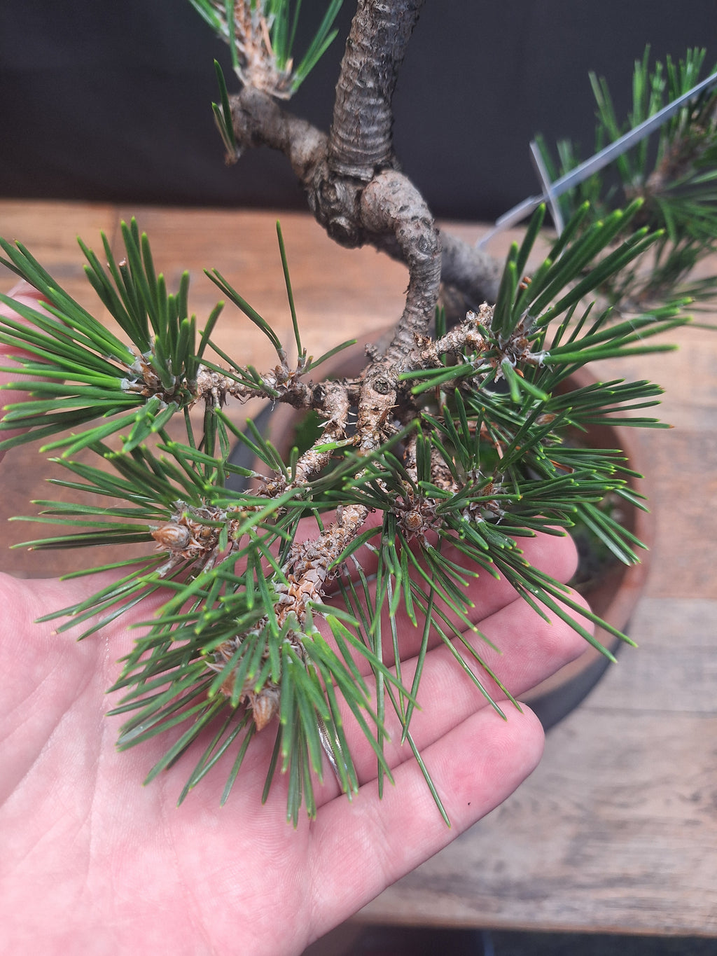Japanese black pine Bonsai -Pinus Thumbergii Kobotuki #782