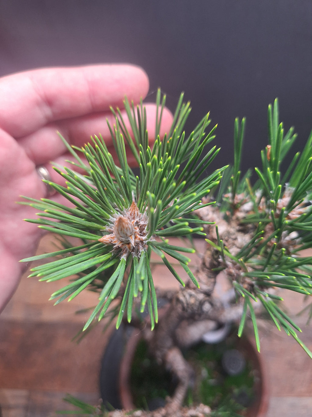 Japanese black pine Bonsai -Pinus Thumbergii Kobotuki #782