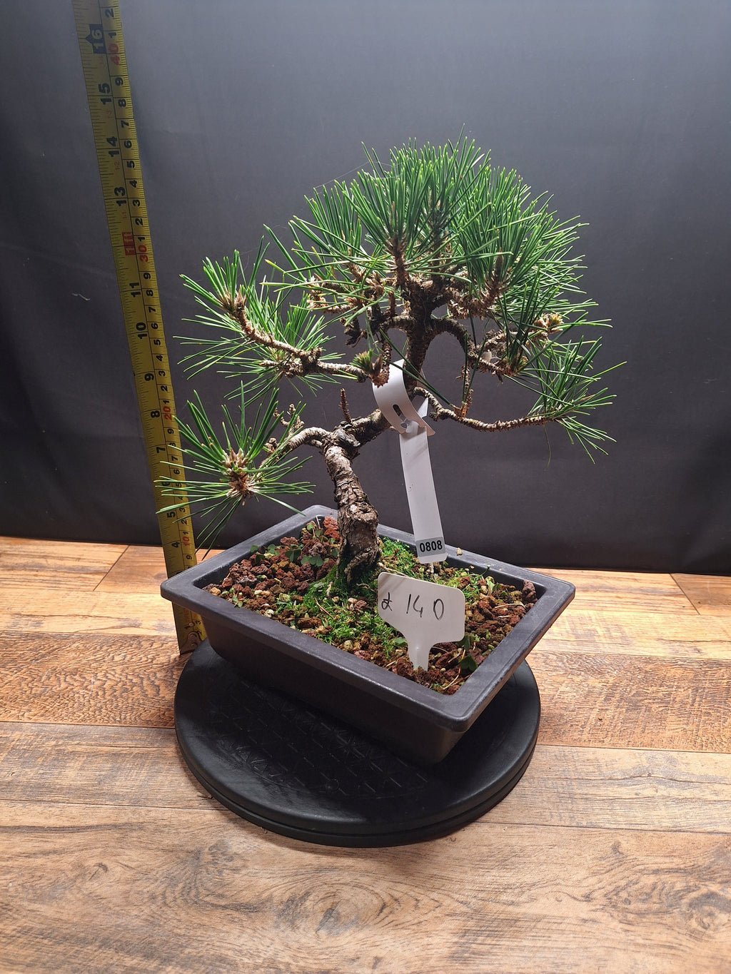 Japanese black pine Bonsai -Pinus Thumbergii Kobotuki #808
