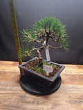 Japanese black pine Bonsai -Pinus Thumbergii Kobotuki #808