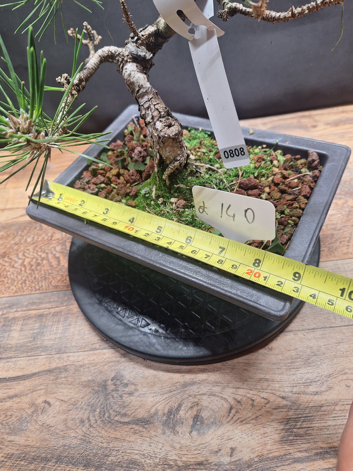 Japanese black pine Bonsai -Pinus Thumbergii Kobotuki #808