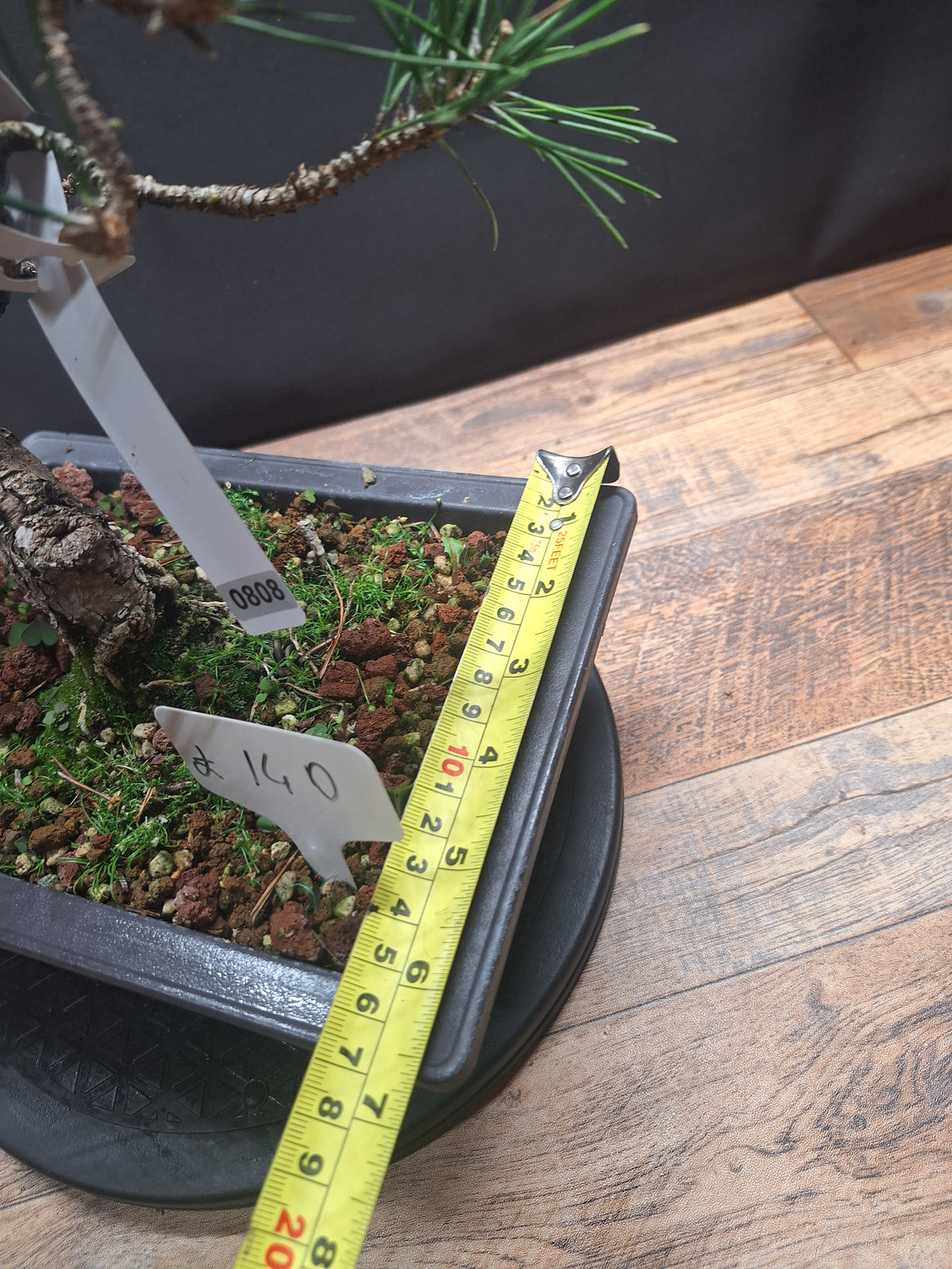Japanese black pine Bonsai -Pinus Thumbergii Kobotuki #808