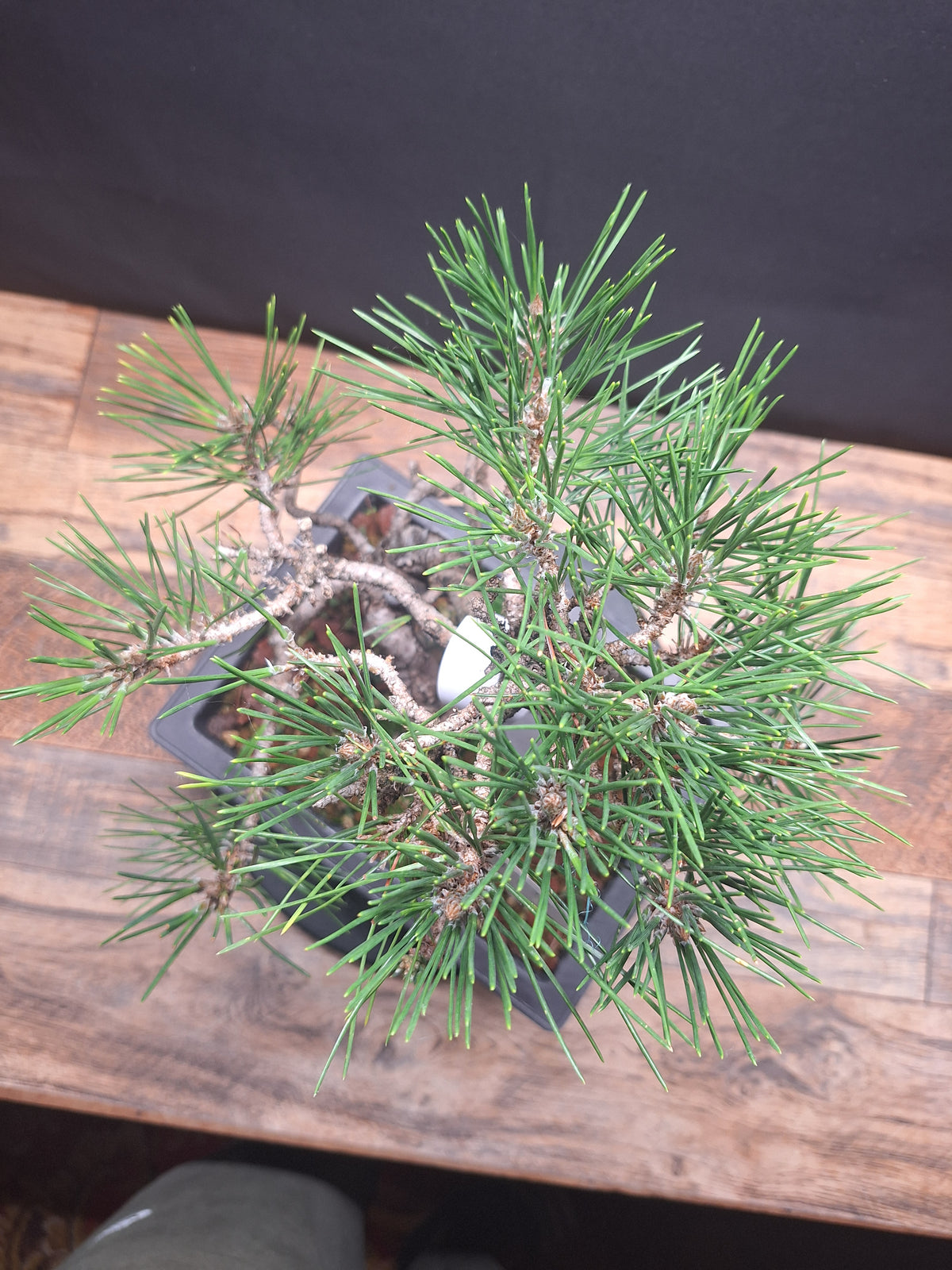 Japanese black pine Bonsai -Pinus Thumbergii Kobotuki #808