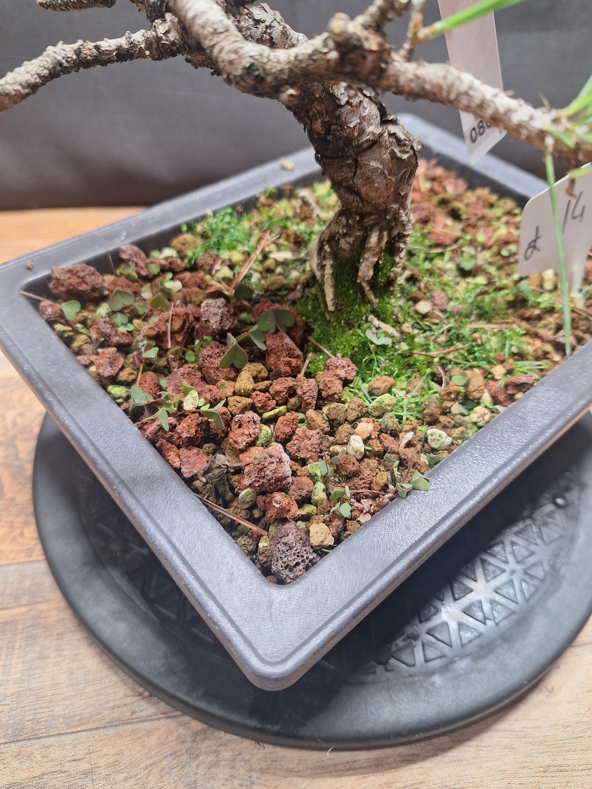 Japanese black pine Bonsai -Pinus Thumbergii Kobotuki #808